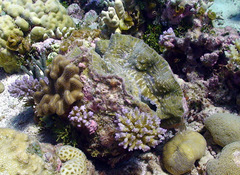 Hippopus hippopus