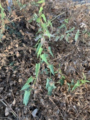 Calystegia macrostegia