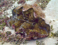 Hippopus hippopus