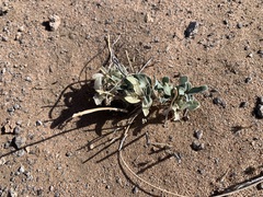 Penstemon albomarginatus