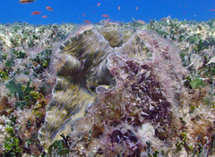 Hippopus hippopus