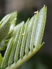 Phoebis philea