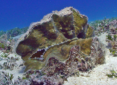 Hippopus hippopus