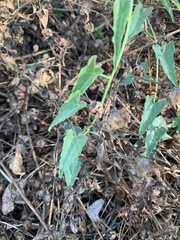 Calystegia macrostegia