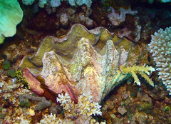 Hippopus hippopus
