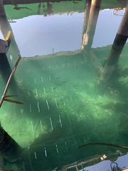 Aulorhynchus flavidus