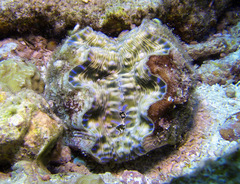 Hippopus hippopus