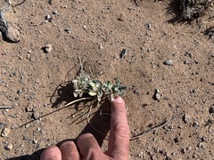 Penstemon albomarginatus