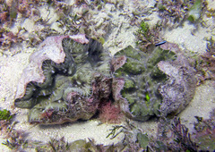 Hippopus hippopus