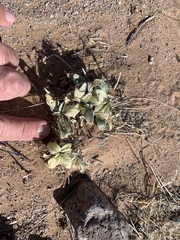Penstemon albomarginatus