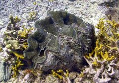 Hippopus hippopus