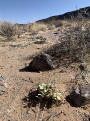 Penstemon albomarginatus
