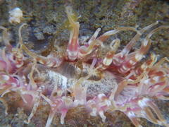 Actinostella bradleyi