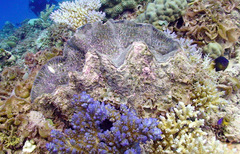 Hippopus hippopus