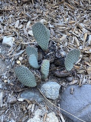 Opuntia basilaris