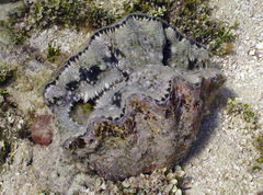 Hippopus hippopus