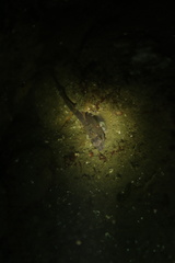 Hexagrammos decagrammus