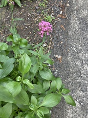 Centranthus ruber