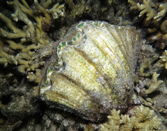 Hippopus hippopus