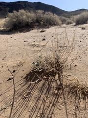 Penstemon albomarginatus