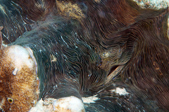 Hippopus hippopus