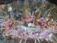 Actinostella bradleyi