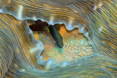 Hippopus hippopus