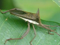 Aspilosterna albovittata