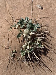 Penstemon albomarginatus