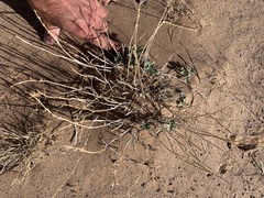 Penstemon albomarginatus