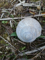 Helix pomatia
