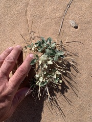 Penstemon albomarginatus