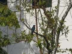 Eurystomus orientalis