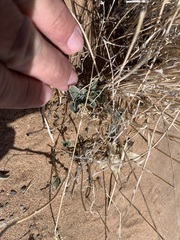 Penstemon albomarginatus