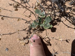 Penstemon albomarginatus
