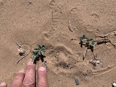 Penstemon albomarginatus