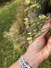 Baccharis angustifolia