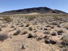 Penstemon albomarginatus