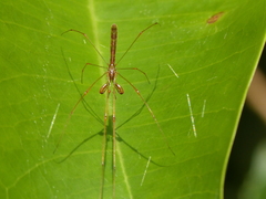 Tetragnatha hasselti