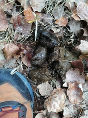 Canis lupus italicus