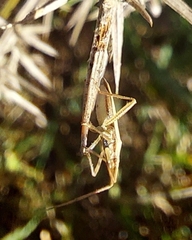 Stenodema calcarata