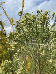 Baccharis angustifolia