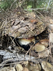 Rubroboletus eastwoodiae
