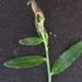 Asphondylia genistae - Photo (c) hhbruun,  זכויות יוצרים חלקיות (CC BY-NC-SA), הועלה על ידי hhbruun