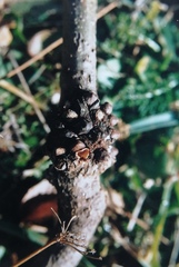 Andricus testaceipes