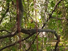 Thraupis palmarum