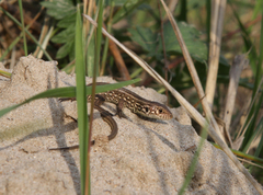Lacerta agilis exigua