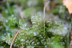 Plagiochila