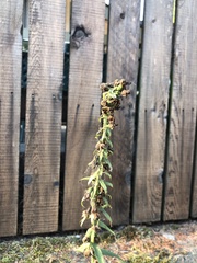 Epipactis helleborine