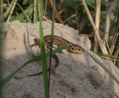 Lacerta agilis exigua